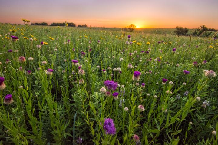 Clymer Meadow Preserve, Dallas, owned by The Nature Conservancy | M