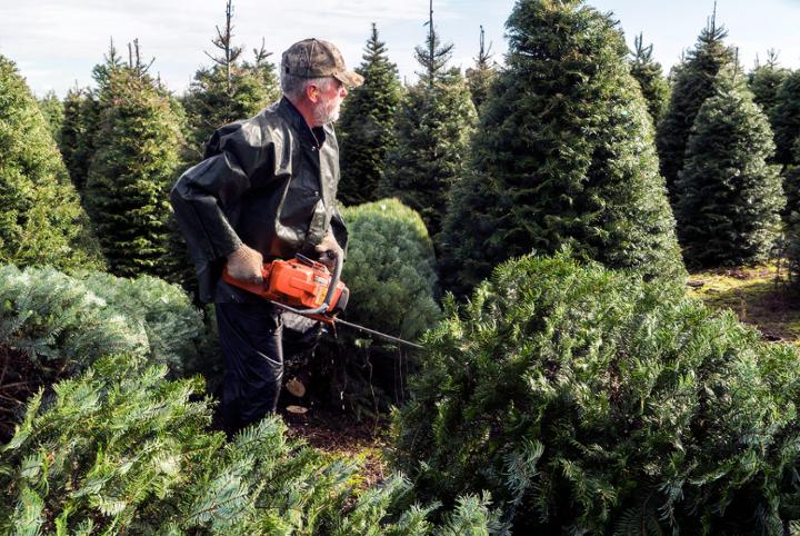 Medium | nside Track: A Christmas Tree's Journey - cutting trees