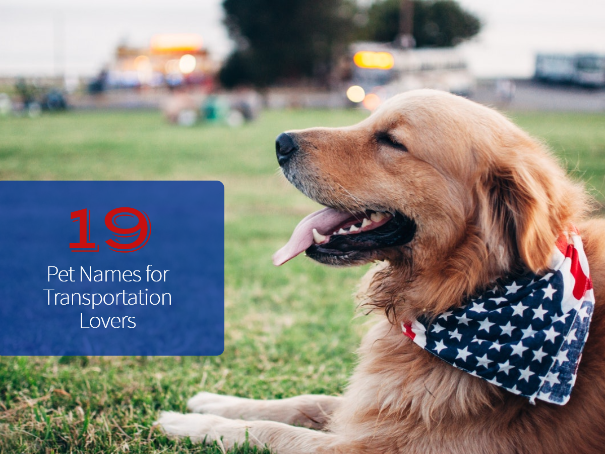 UP: 19 Pet Names for Transportation Lovers UP: 19 Pet Names for Transportation Lovers