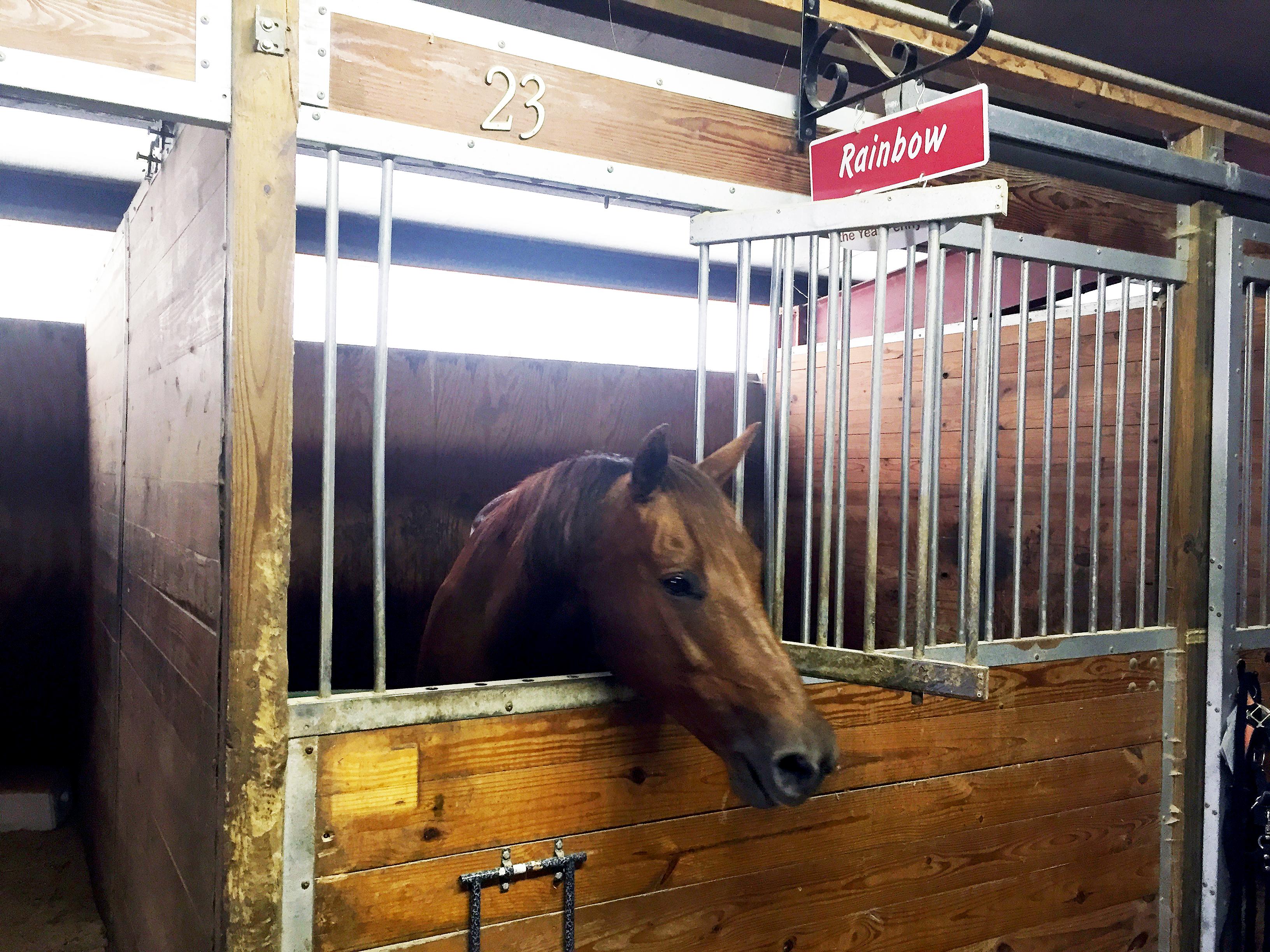Original | Rainbow the Horse in her stall at HETRA