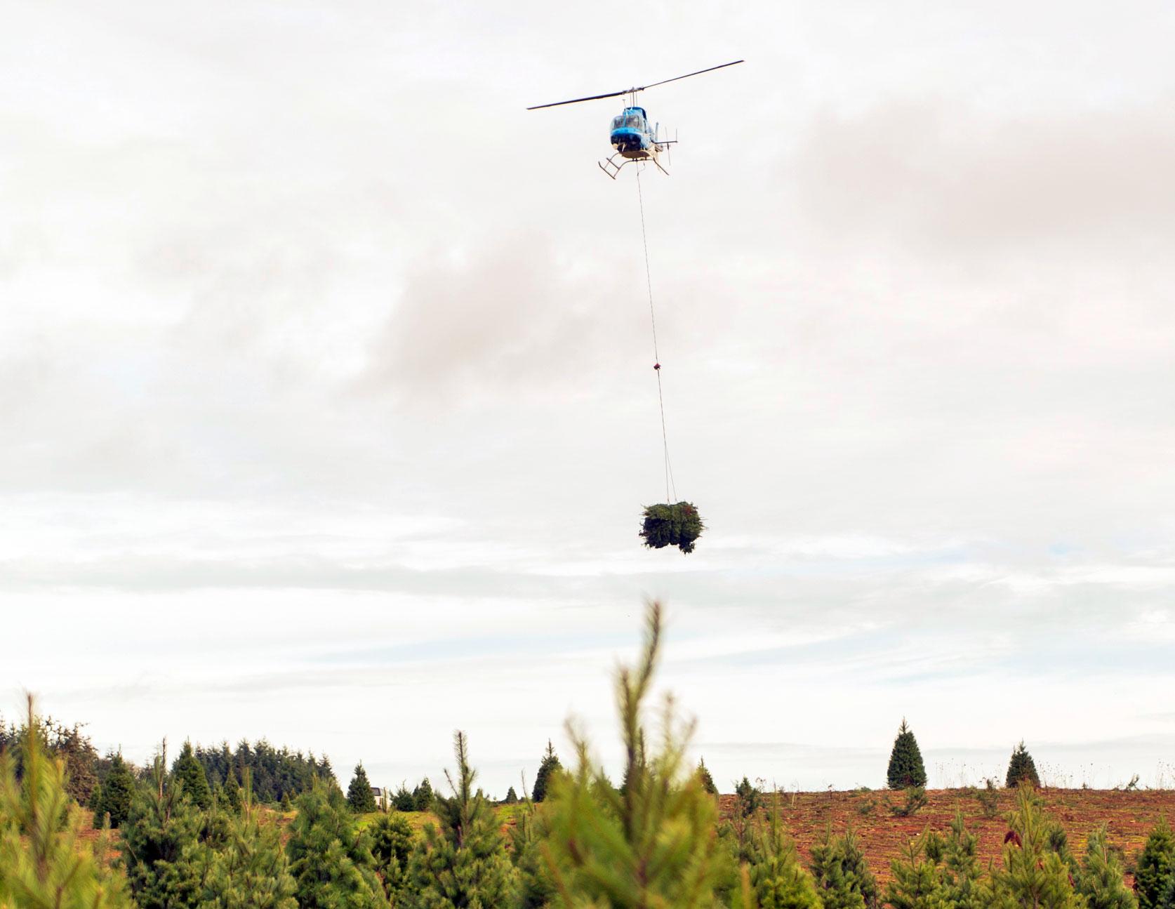Original | Inside Track: A Christmas Tree's Journey - helicopter