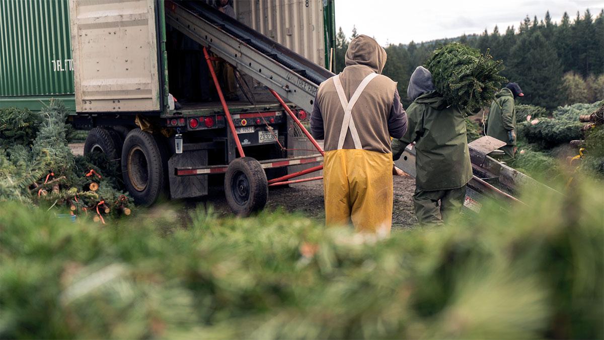 Original | Inside Track: A Christmas Tree's Journey - loading trees