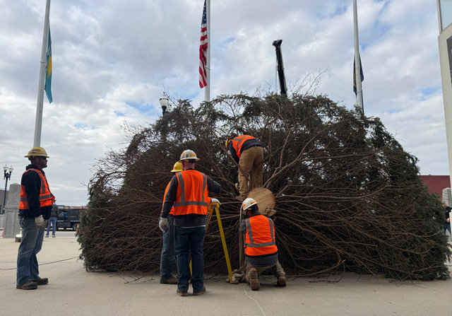 Union Pacific team members pulled the massive tree through the museum with a pickup truck, where it’s anchored to the ceiling in its final display spot. 