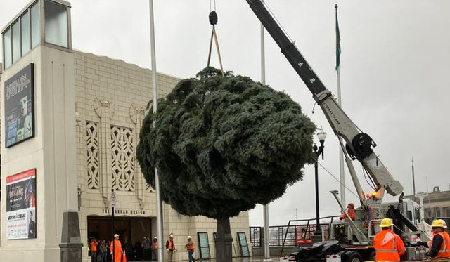 The Durham Christmas Tree is lifted in preparation | MR