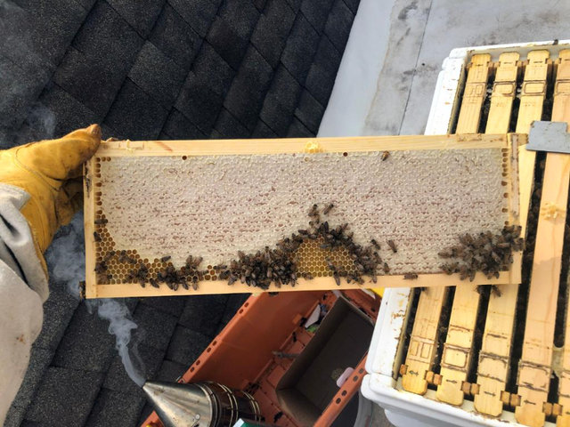 Large | Baytown Buzz Main Photo; Nick Sahinen holding honeycomb