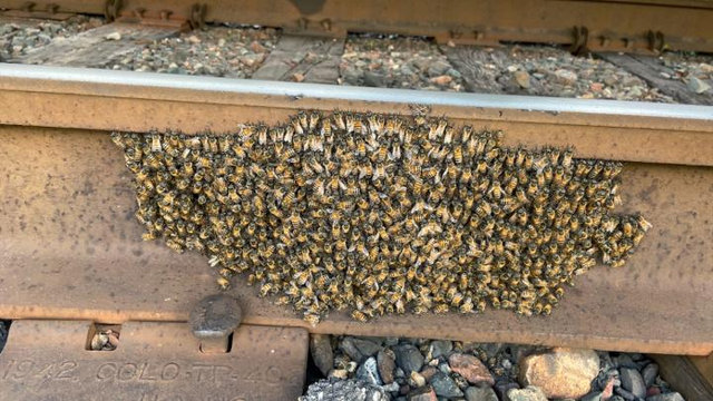Chairman's Award Sahinen - Bees on Track | M