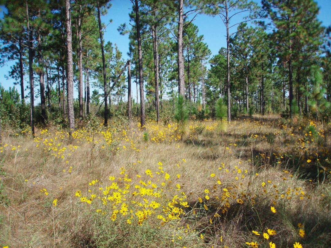 Persimmon Gully Preserve near DeQuincy, Louisiana, where excess brush was removed, allowing grasses and wildlife to once again flourish.