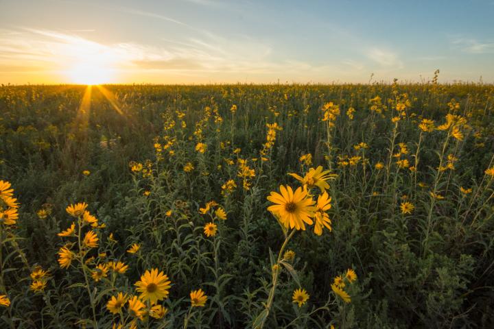 Flower Field