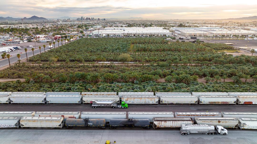 Blue Hesper palm trees grow by UP rails at Phoenix Transload | MR