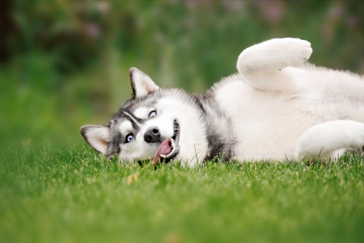 Medium | Happy Husky