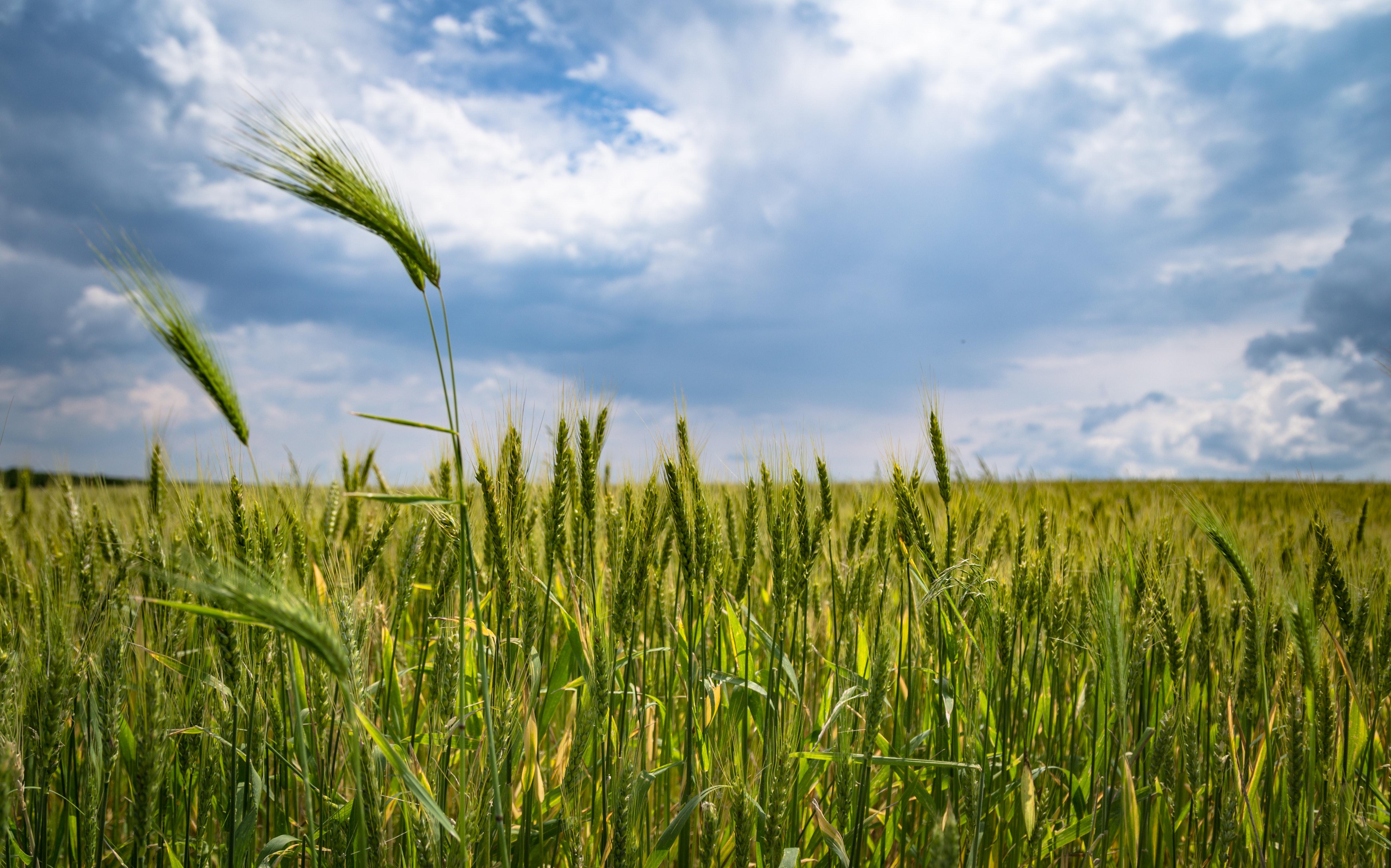 Original | TR - Wheat Field