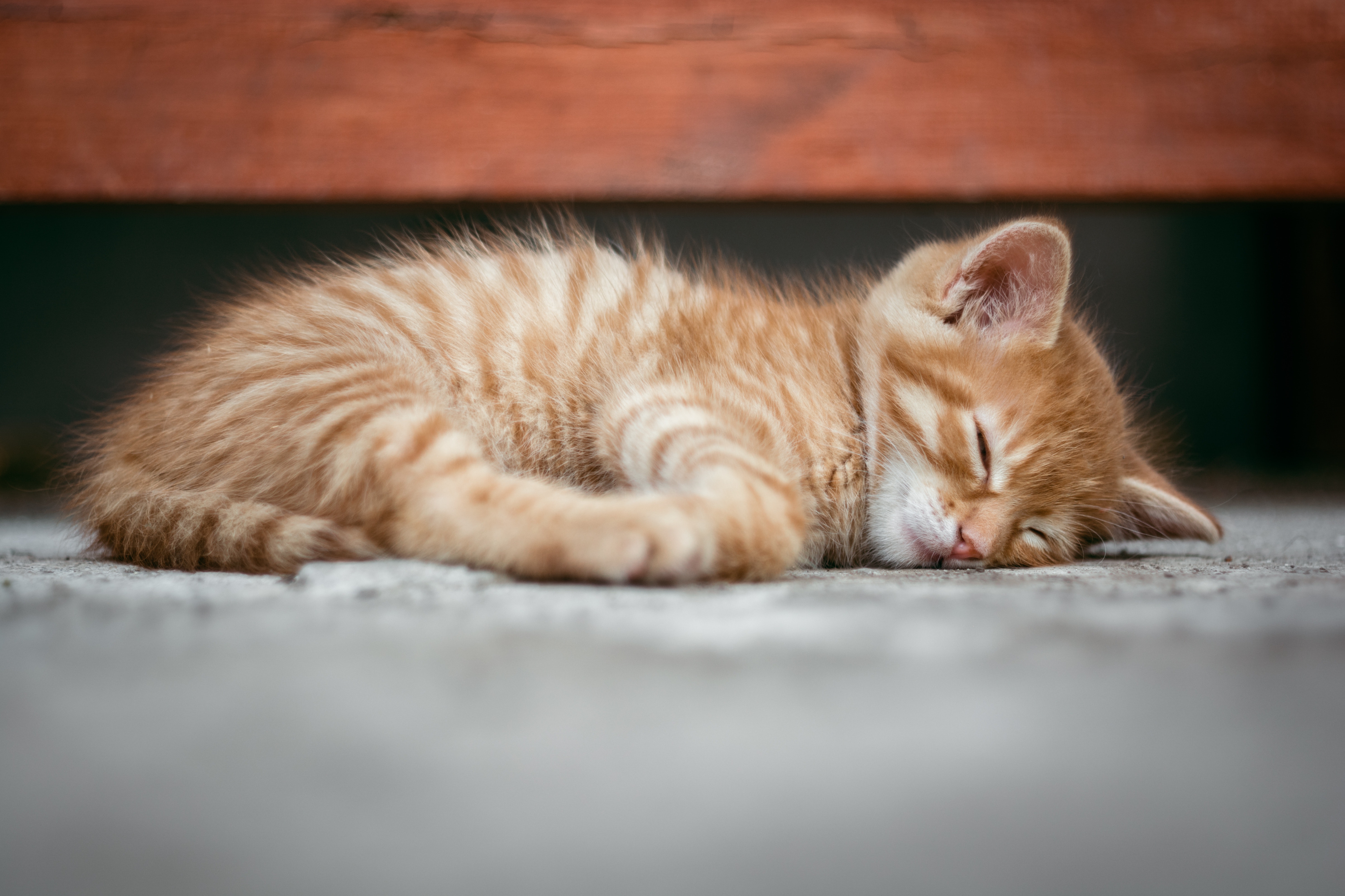 UP: 19 Pet Names for Transportation Lovers