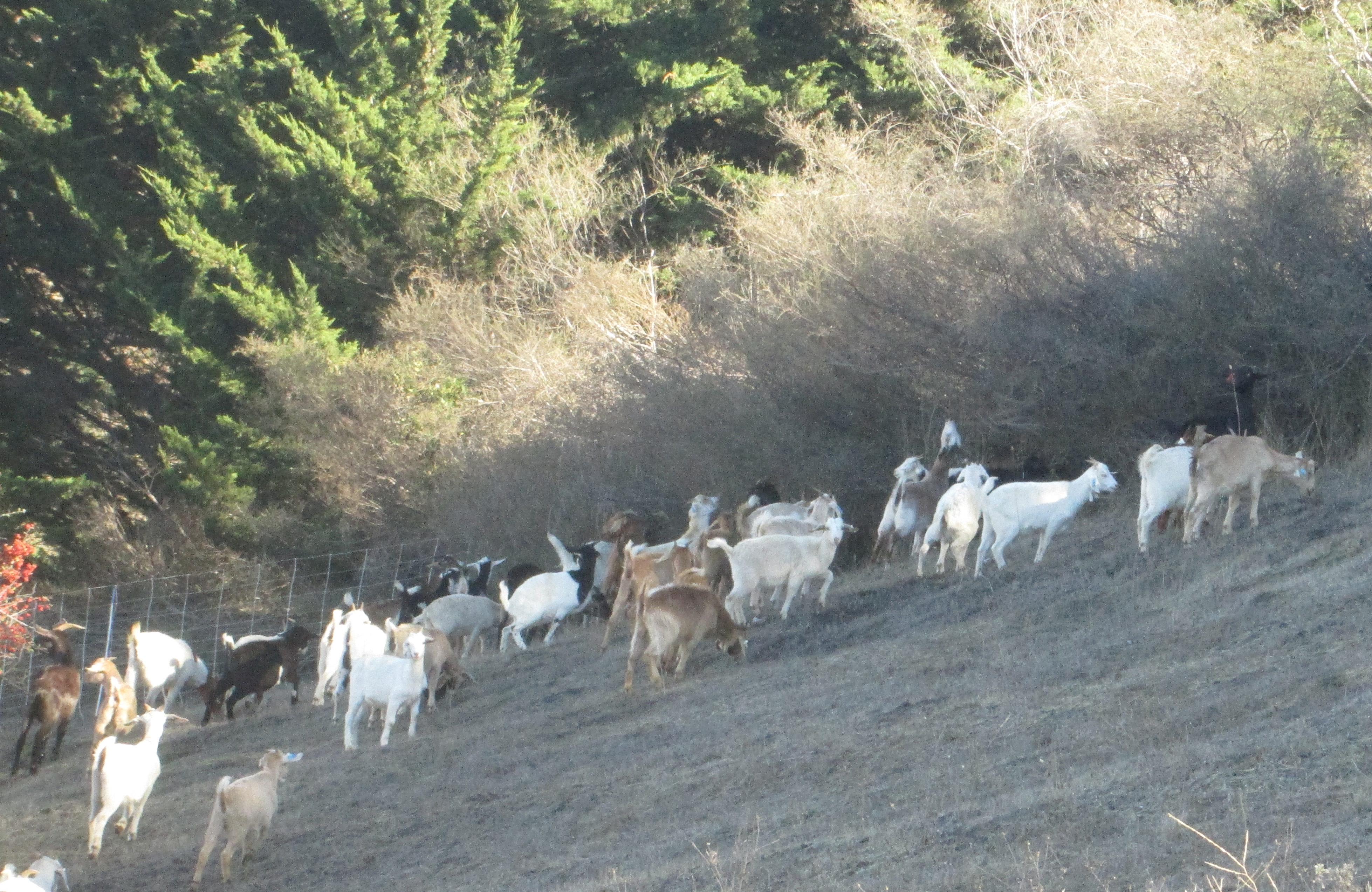 Goats - California Fire