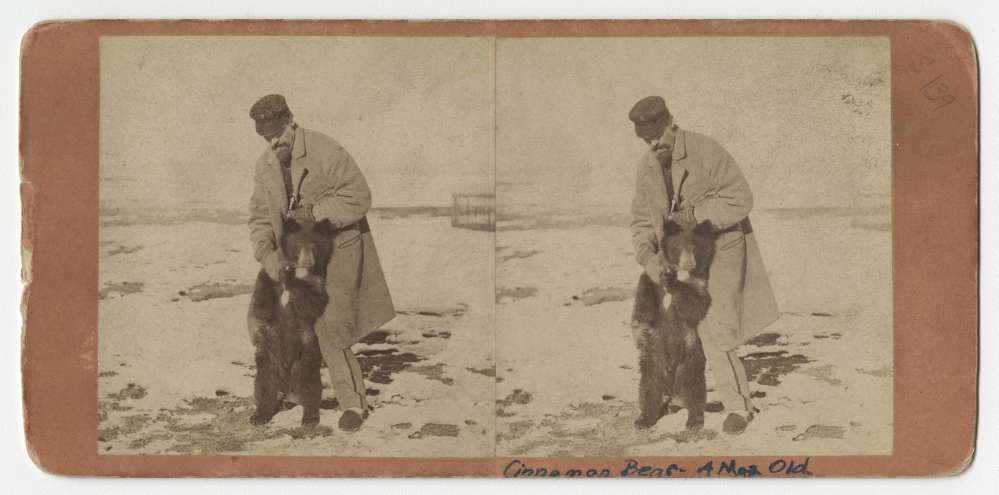 A stereo card showing a man with a bear cub in Laramie, Wyoming
